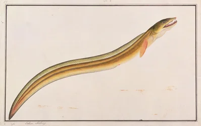 Pike Conger, aus Zeichnungen von Fischen von Malakka, ca. 1805-18